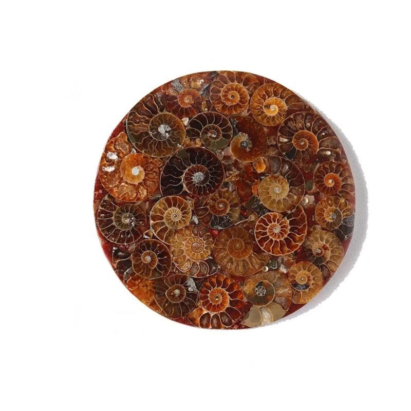 Ammonite Fossil Slice 4.33 in Bulk